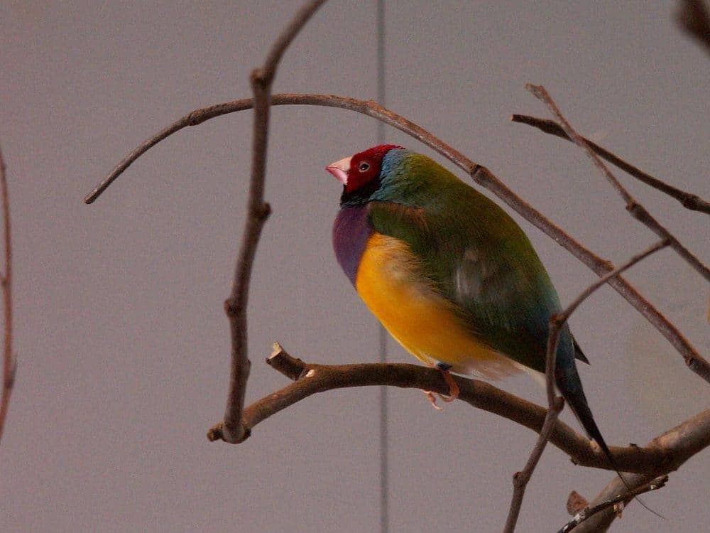 Gouldian finch