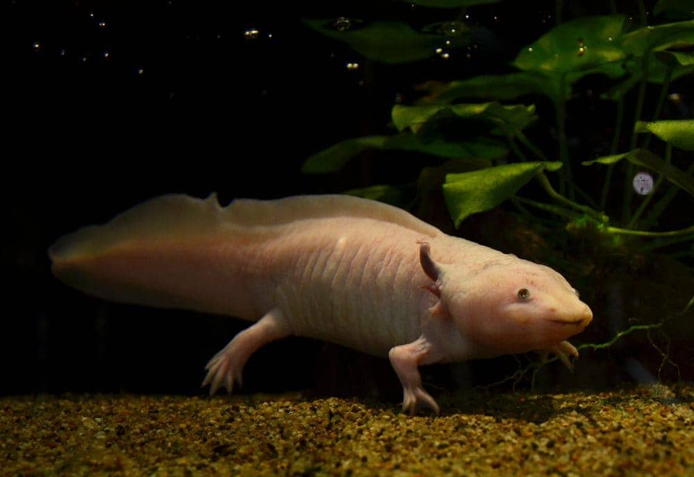 Axolotls