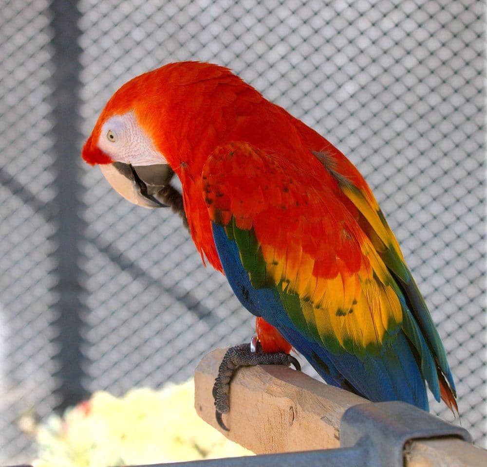 Birds in store now