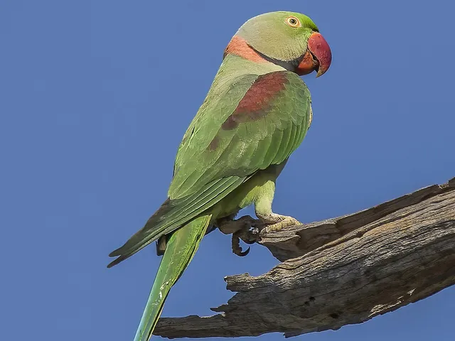 Alexandrine Parrot