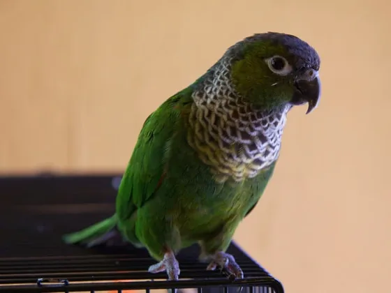Black-capped conure