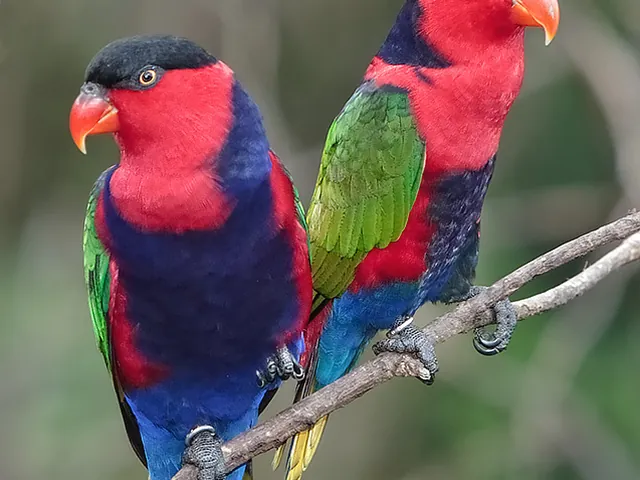 Black-Capped Lory