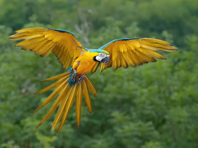 Blue & Gold Macaw