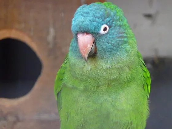 Blue-crowned conure