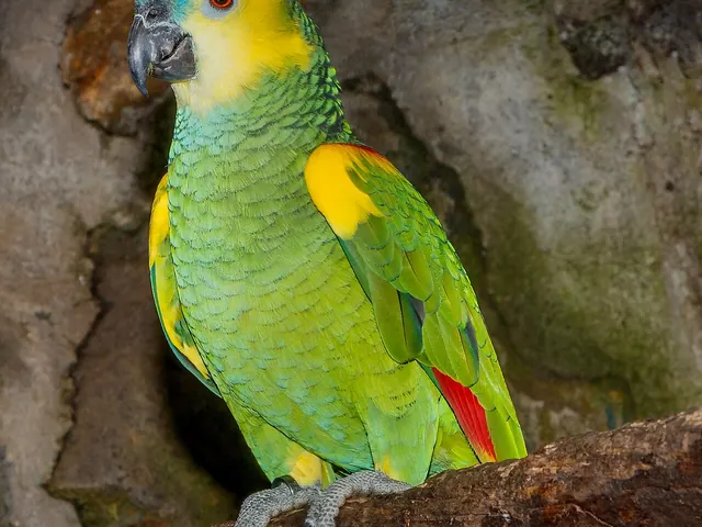 Blue-Fronted Amazon