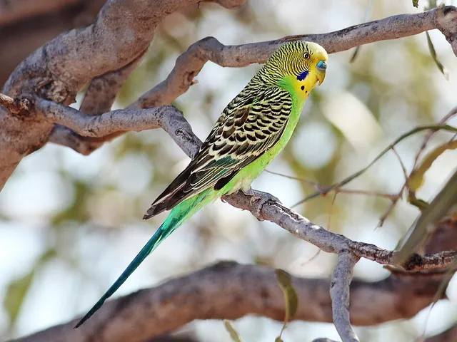 Budgie