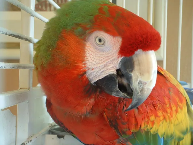 Catalina Macaw