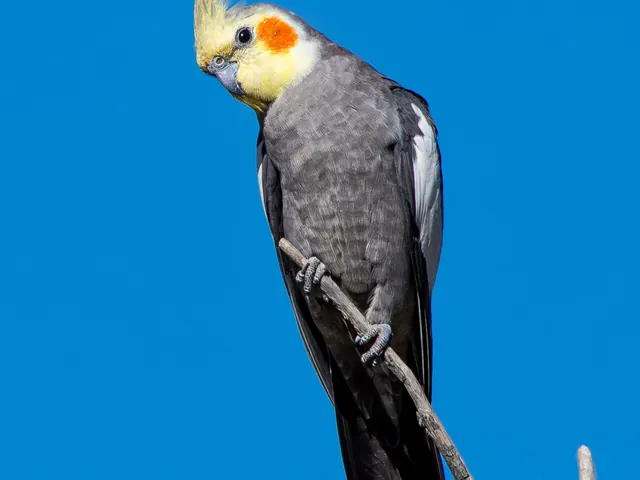 Cockatiel