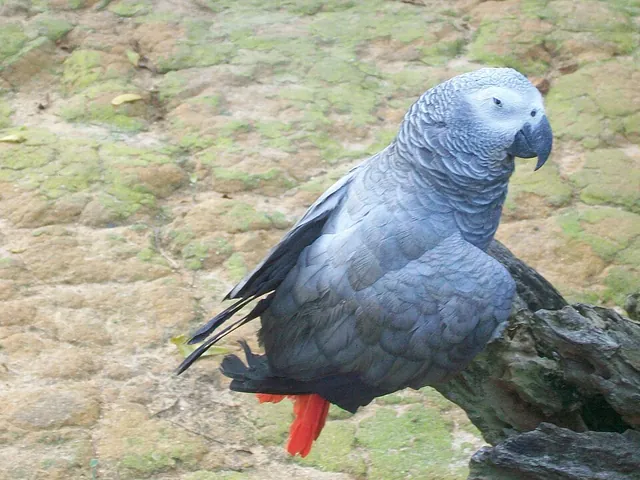 Congo African Grey