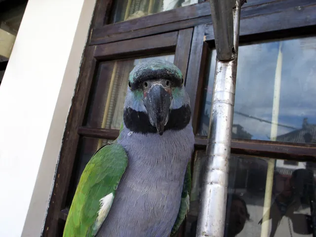 Derbyan Parrot