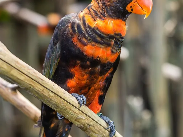 Dusky Lory