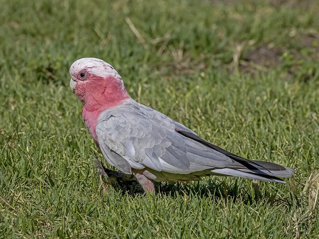 Galah