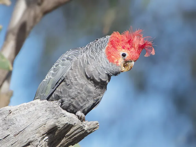 Gang-Gang Cockatoo