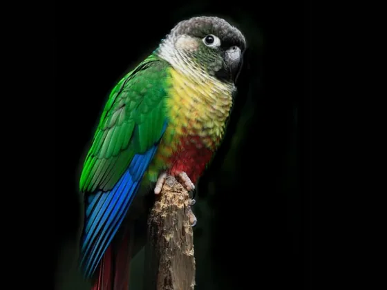 Green-cheeked conure