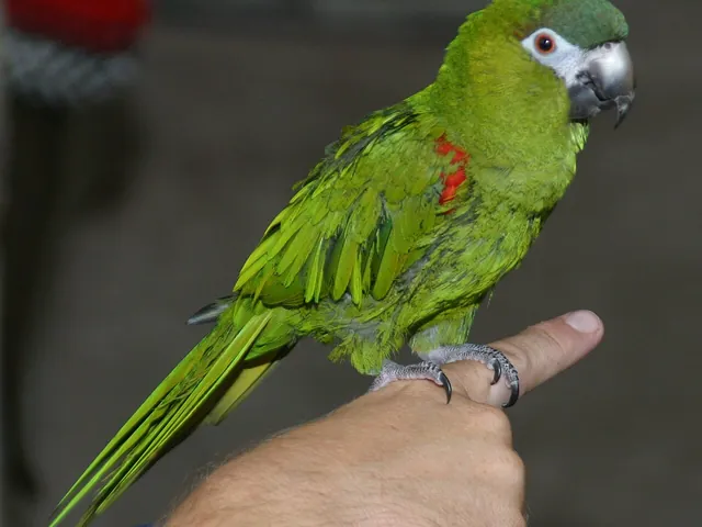 Hahn's Macaw