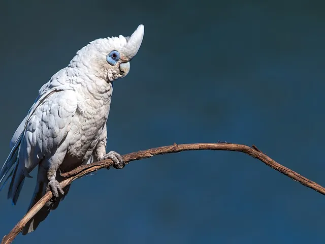 Little Corella