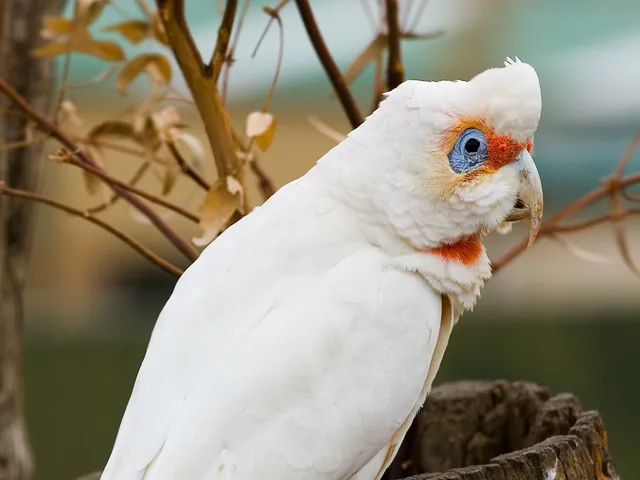 Long-Billed Corella
