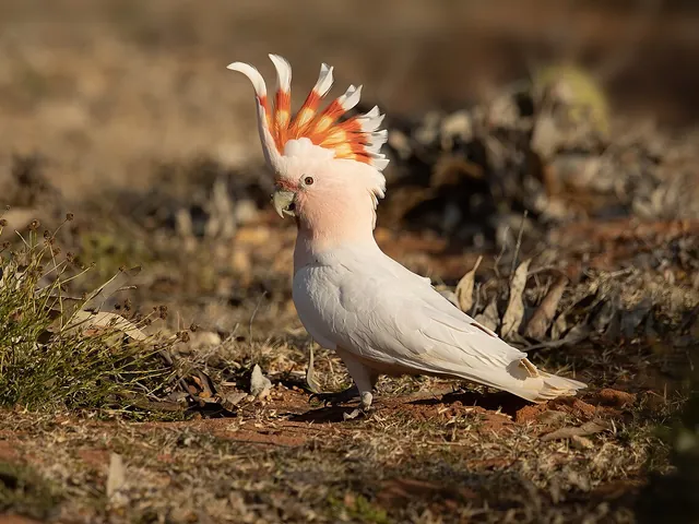 Major Mitchell's Cockatoo