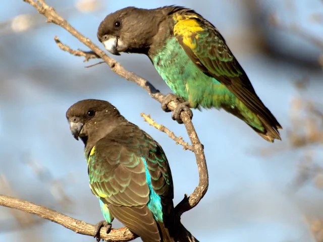Meyer's Parrot