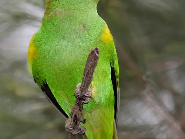 Musk Lorikeet