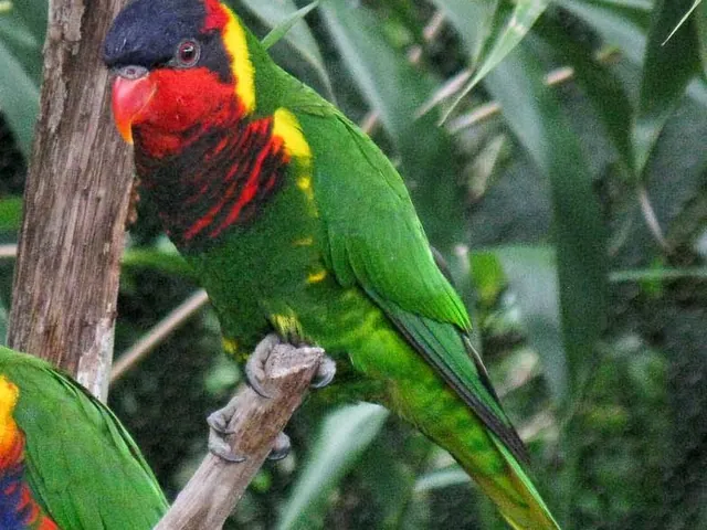 Ornate Lory