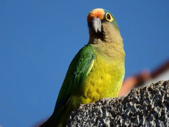 Peach-fronted conure