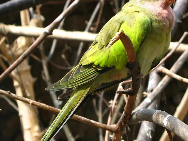 Princess Parrot