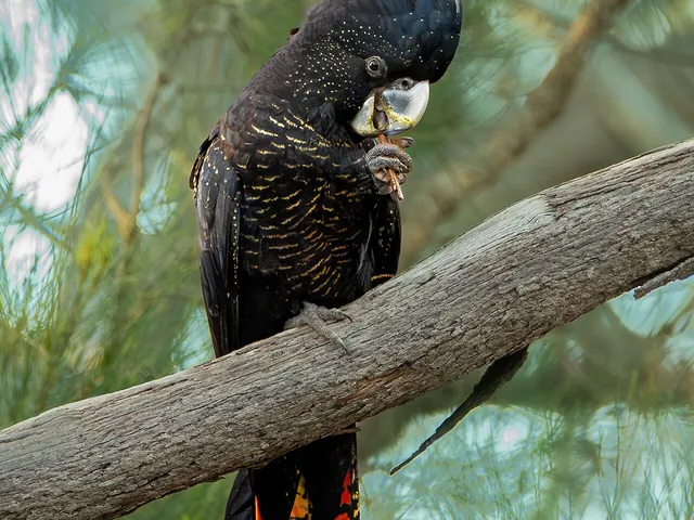 Red-Tailed Black Cockatoo