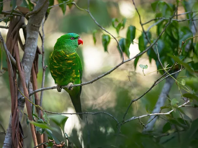 Scaly-Breasted Lorikeet