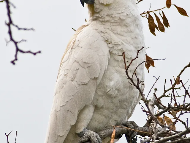 Sulphur-Crested Cockatoo
