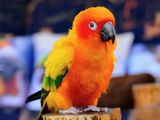 Sun conure