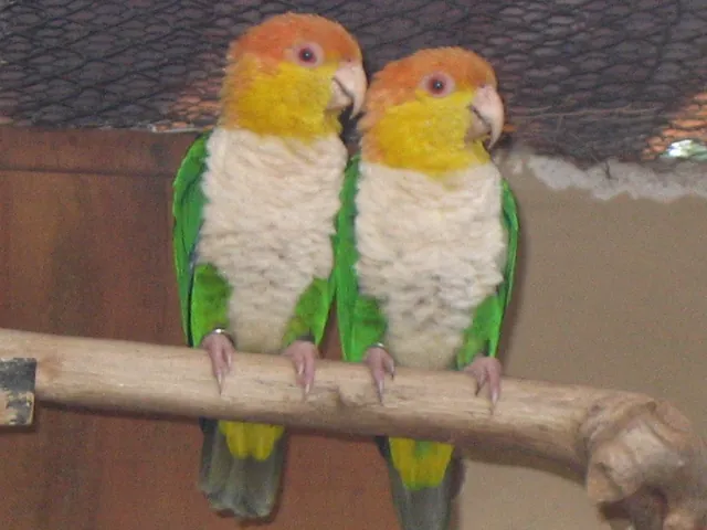 White-Bellied Caique