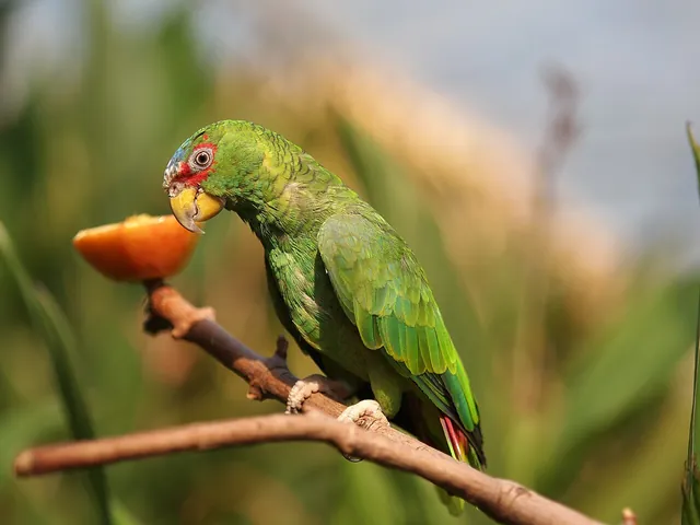 White-Fronted Amazon
