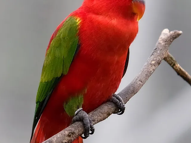 Yellow-Backed Chattering Lory