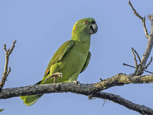 Yellow-Naped Amazon