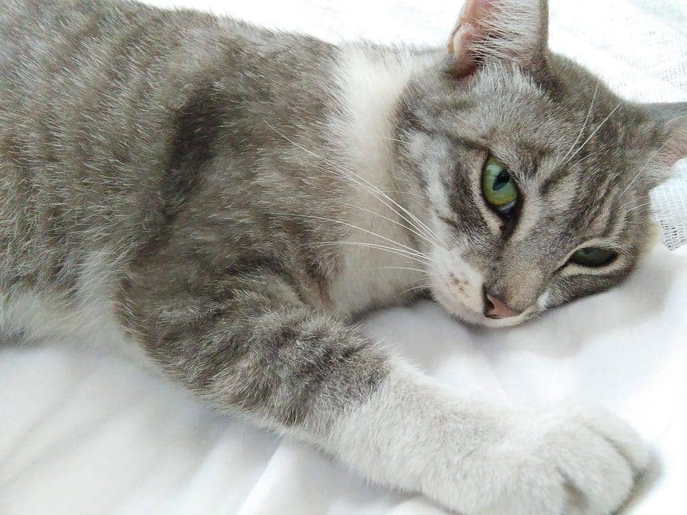 A cat