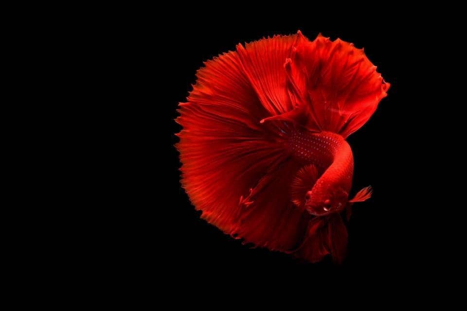 Aquarium fish