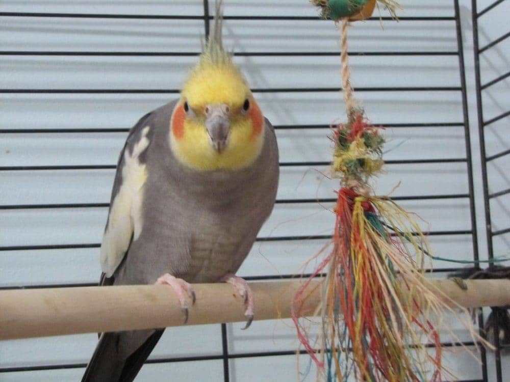 Cockatiel