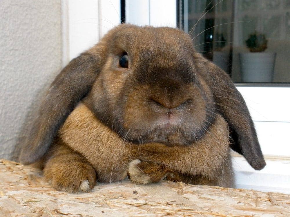 Rabbits and guinea pigs