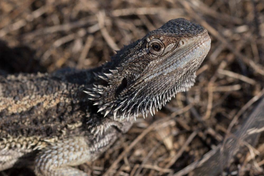 Reptiles